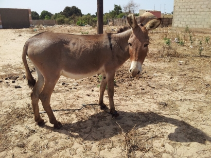 Ane d'un village Peul