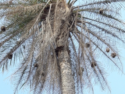 L'arbre à nids suspendus Simal Février 2020
