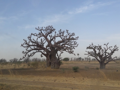 Baobab sur la route de Simal Février 2020
