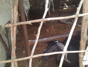 On élève les moutons à l'école BAAL