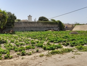Champ de Soyoubou